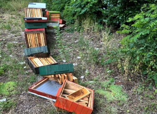 zniszczone ule, wandalizm, nastolatki, chłopcy