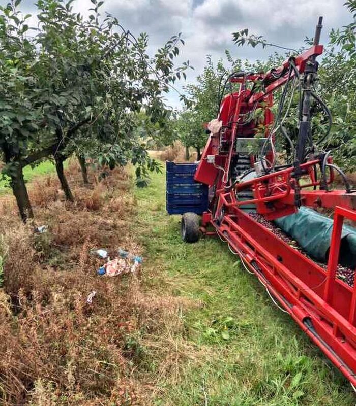 sad, zbiory, wiśnie, wypadek, ranne dziecko