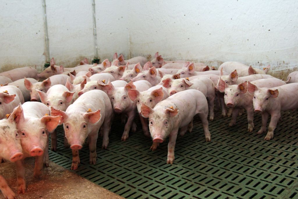 duńskie warchlaki, prosięta, import prosiąt, hodowcy świń, producenci tuczników, trzoda chlewna, Gobarto Hodowca