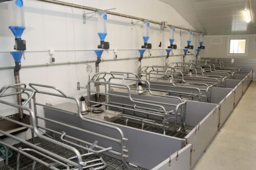 rolnictwo 4.0., hodowcy trzody chlewnej, hodowcy świń, producenci świń, maciory, tuczniki, prosięta, KPO, ARiMR