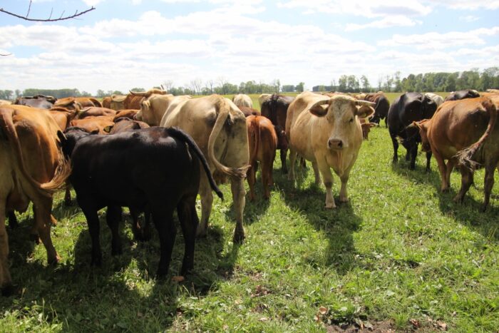 eksport wołowiny, bydło mięsne, transport bydła, temperatura, jałówki czystorasowe, jałówki hodowlane, Krystyna Plata