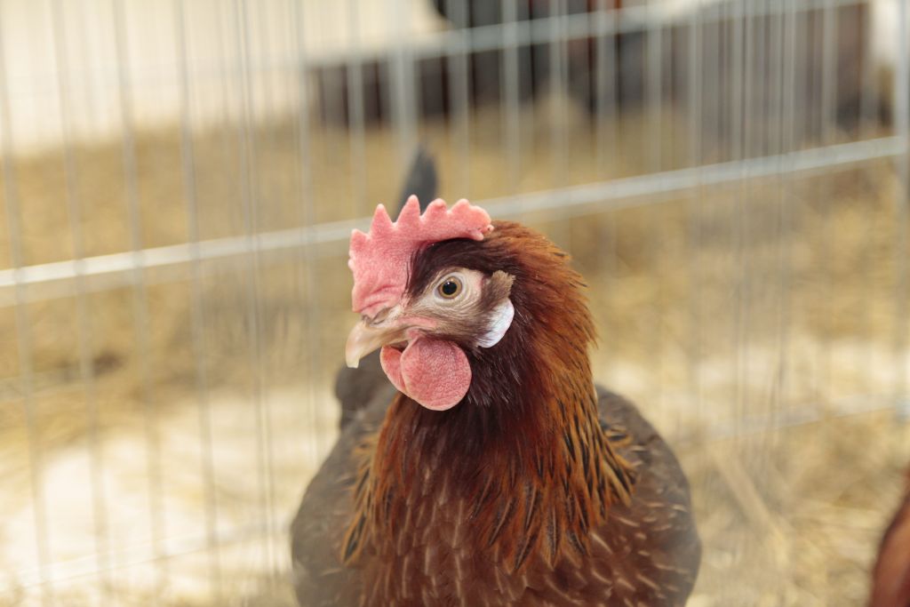 ceny drobiu, żywiec drobiowy, indyki, kurczęta, tuszki, brojlery, eksport, import, Polska