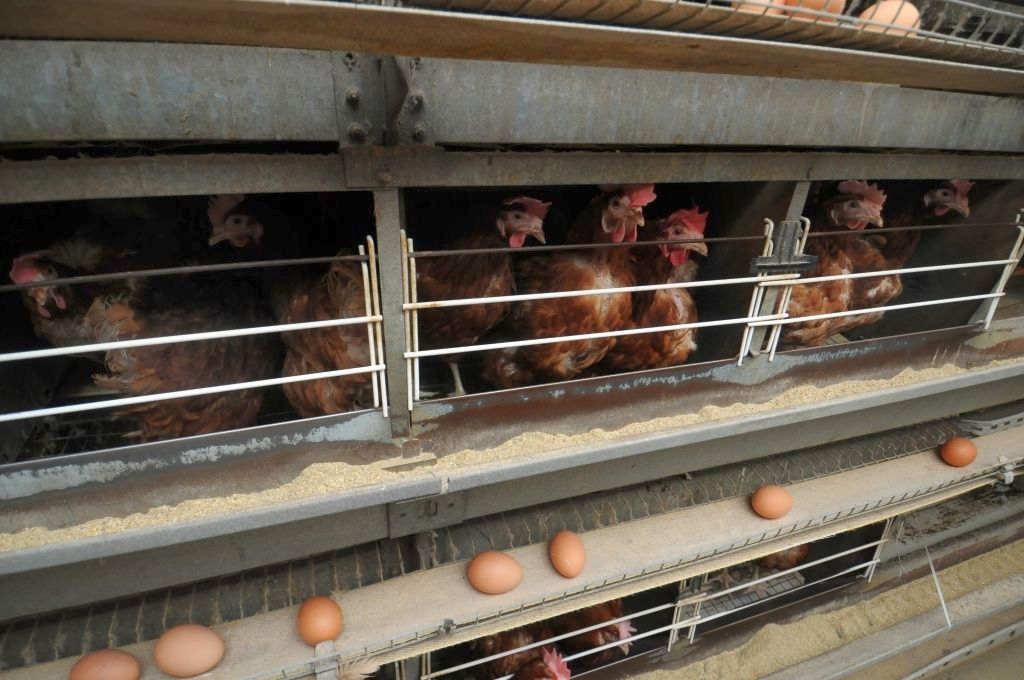 wiceminister rolnictwa, czerniak, jaja, znakowanie jaj