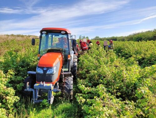 zbiór porzeczki, kombajn, przygniecenie, ranny mężczyzna