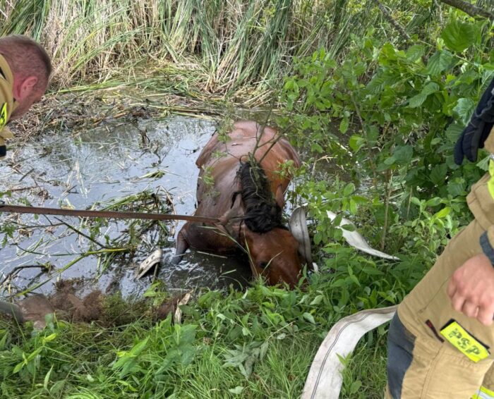 akcja ratunkowa, koń, staw, koń w stawie