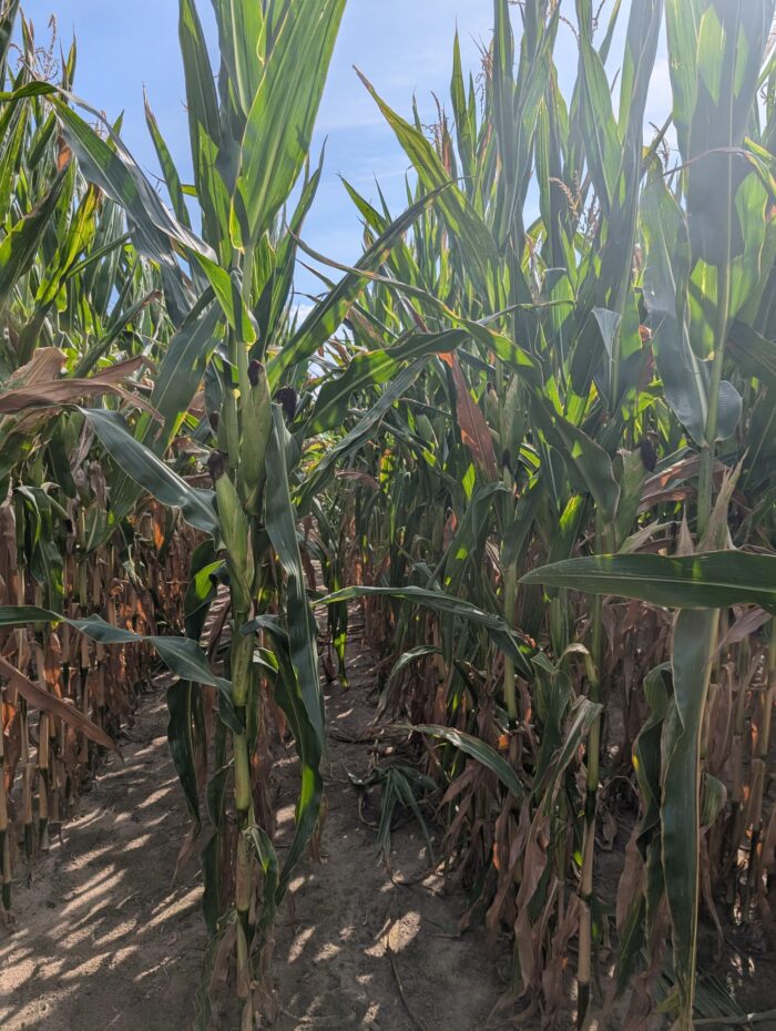 omacnica prosowianka