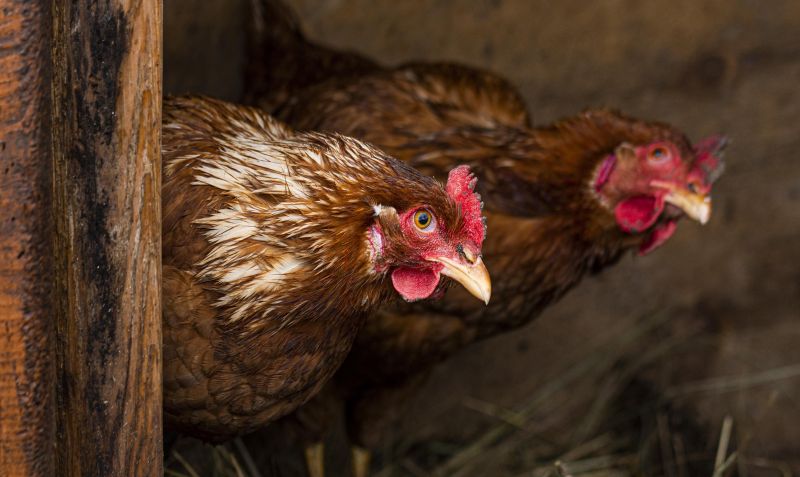 Rzekomy pomór drobiu, ND, Newcastle Disease, drób, Avian Paramyxovirus serotype 1, drób domowy, kury rzeźne