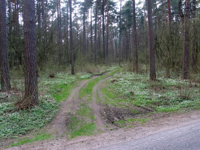 lasy państwowe, lasy prywatne, grunty leśne, lesistość