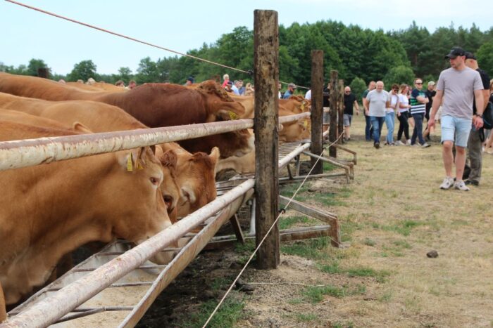 Lubuska Konferencja Bydła Mięsnego, bydło mięsne, opasy, krowy mięsne, mamki, jałówki, rozród krów, chów, hodowla