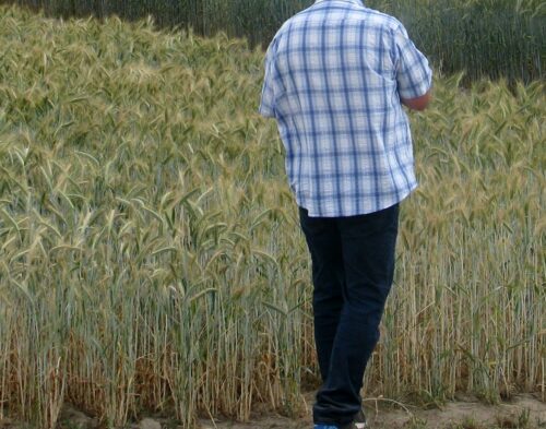 arimr, kontrole na miejscu, rolnicy, dopłaty