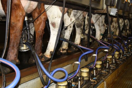 mleko, cena mleka, mleko surowe, mleczarnie, krowy mleczne, produkcja mleka, mleko w UE