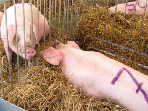 krir, wir, pogłowie trzody, trzoda chlewna, susza