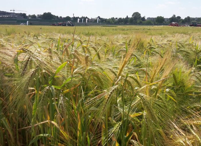 wir, opłacalność upraw, kalkulacje, ceny skupu