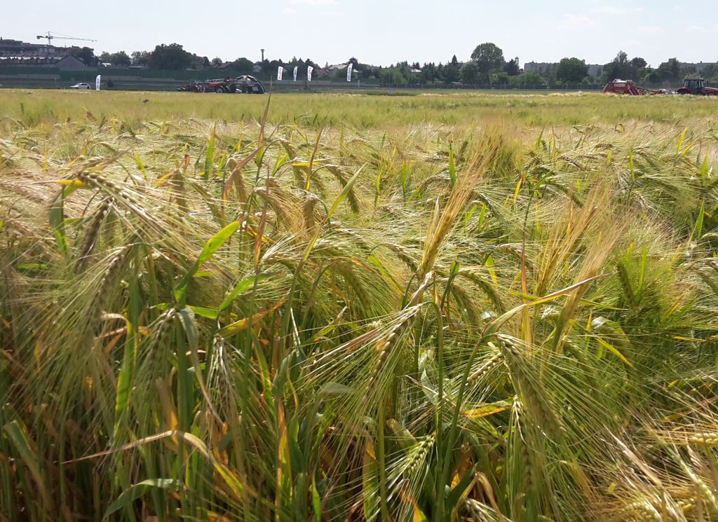 wir, opłacalność upraw, kalkulacje, ceny skupu