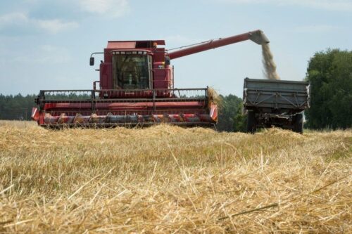 wir, żniwa, rolnicy, kradzione żniwa