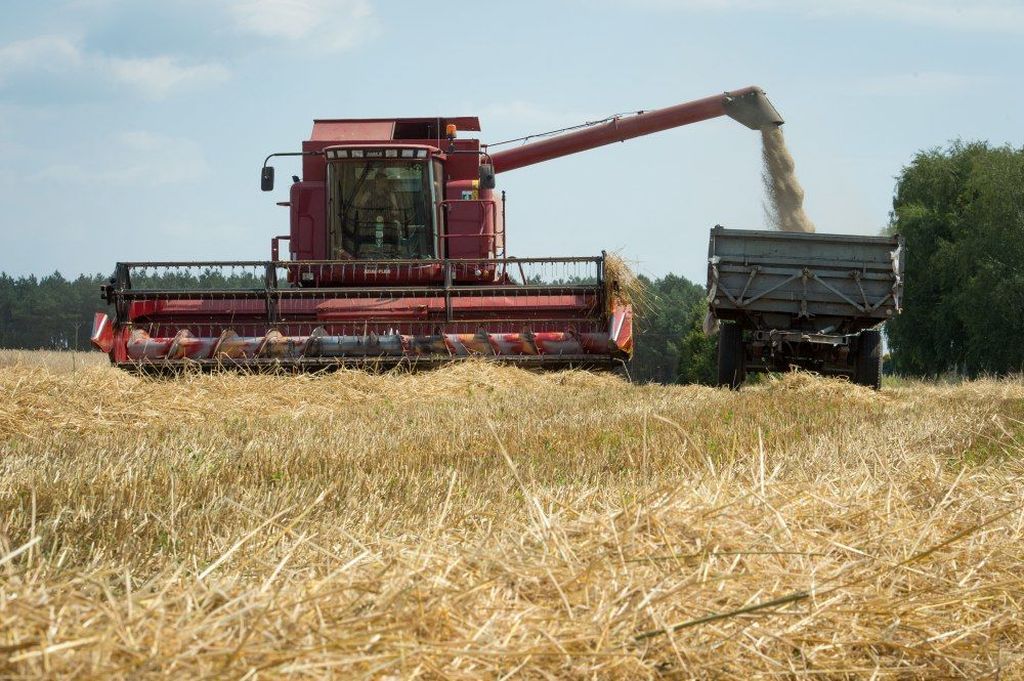 wir, żniwa, rolnicy, kradzione żniwa