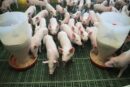 Dania, opłaty od emisji CO₂, trzoda chlewna, świnie, produkcja świń, dobrostan świń, rynek wieprzowiny, ceny wieprzowiny, eksport wieprzowiny, UE