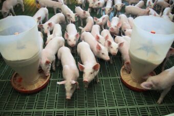 Dania, opłaty od emisji CO₂, trzoda chlewna, świnie, produkcja świń, dobrostan świń, rynek wieprzowiny, ceny wieprzowiny, eksport wieprzowiny, UE
