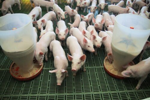 rolnictwo 4.0., hodowcy trzody chlewnej, hodowcy świń, producenci świń, maciory, tuczniki, prosięta, KPO, ARiMR