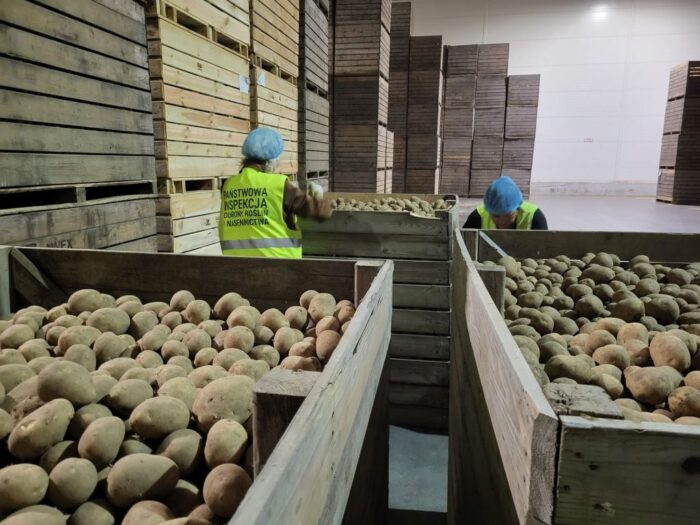 piorin, ziemniaki, eksport, przemieszczanie