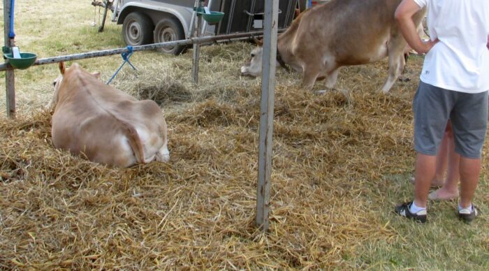 kilw, usługi weterynaryjne, lekarze weterynarii, leczenie zwierząt