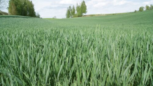 Izba Zbożowo-Paszowa, ceny zbóż, eksport ziarna, Monika Piątkowska