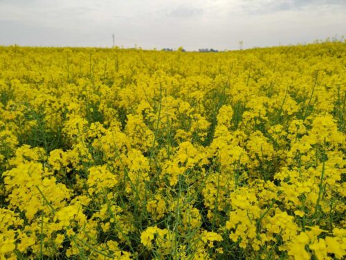 eksport niemieckiej śruty rzepakowej