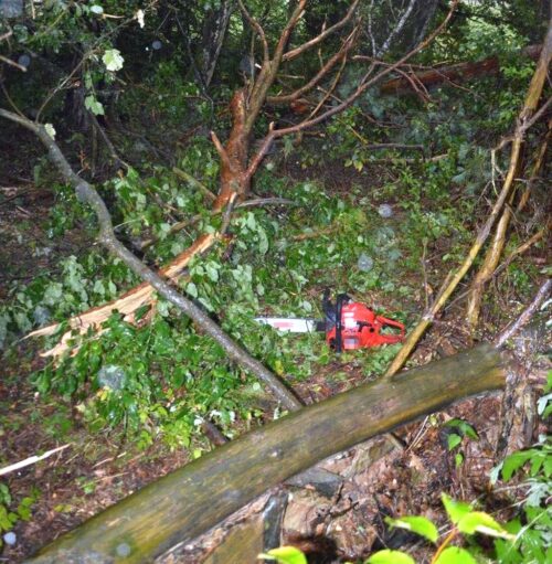 wypadek, wycinka drzewa, uderzenie, śmierć mężczyzny