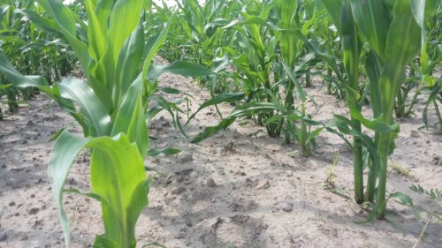 iung, susza rolnicza, uprawy, kukurydza