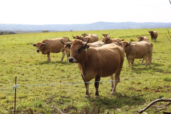 Choroba guzowatej skóry bydła, Lumpy Skin Disease; LSD, bydło mleczne, bydło mięsne, choroba zakaźna, ubuój bydła