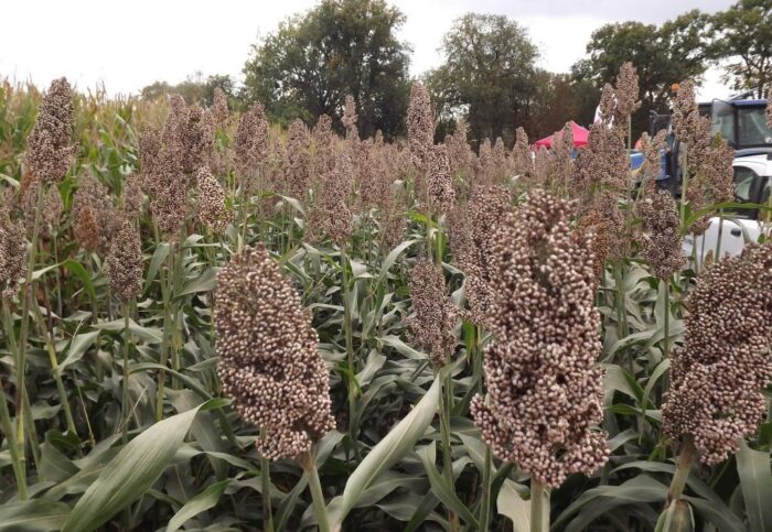 mrirw, mieszańce, sorgo, trawa sudańska