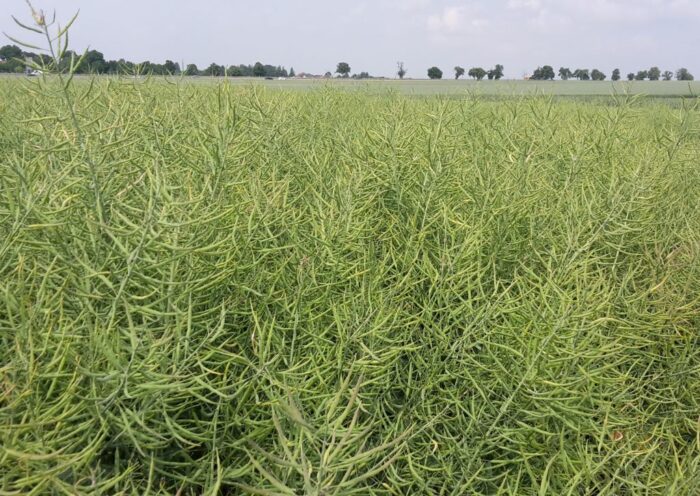 pspo, kzprirb, zbiory rzepaku, przerób rzepaku