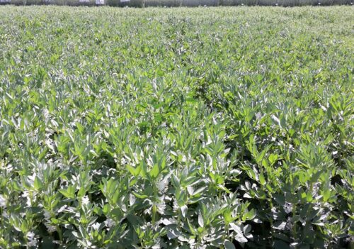 rośliny strączkowe, dopłaty, wsparcie, uprawa