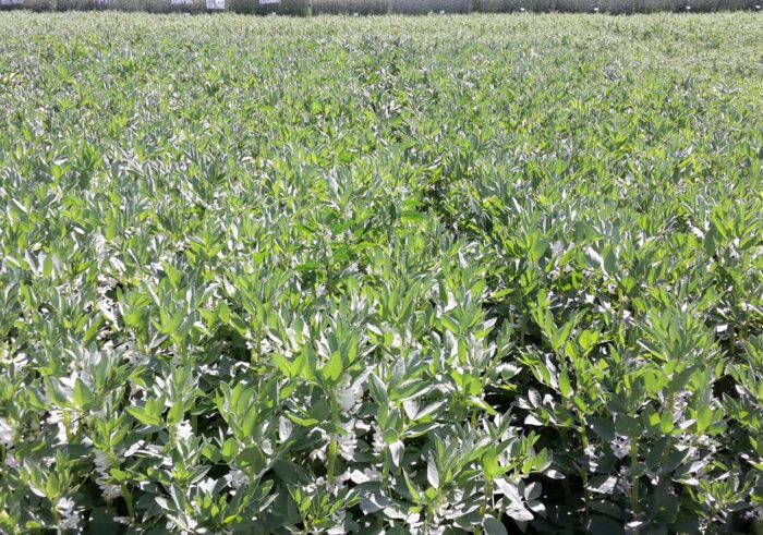 rośliny strączkowe, dopłaty, wsparcie, uprawa