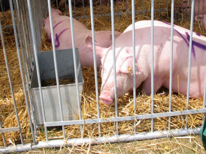 mrirw, hodowcy trzody, spis świń, terminy