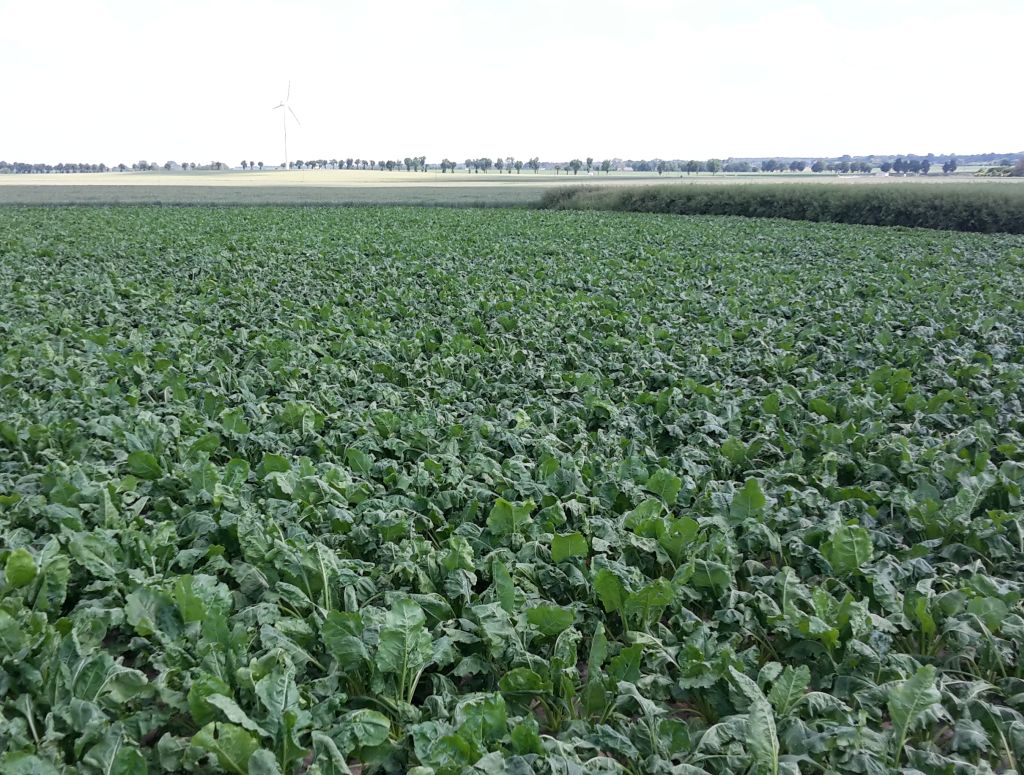 mrirw, buraki cukrowe, szarek komośnik, uprawa buraków