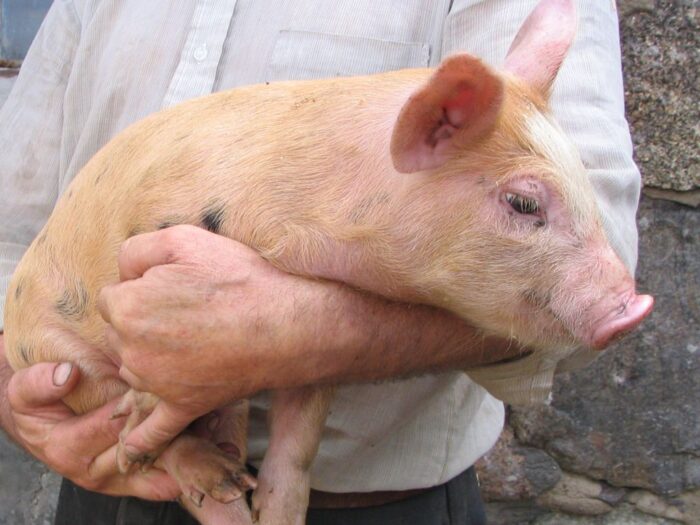 dobrostan zwierząt, ekoschemat, wir, mrirw