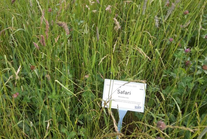 prawo, ustawa, zmiana ustawy, ubezpieczenie upraw, trawy nasienne