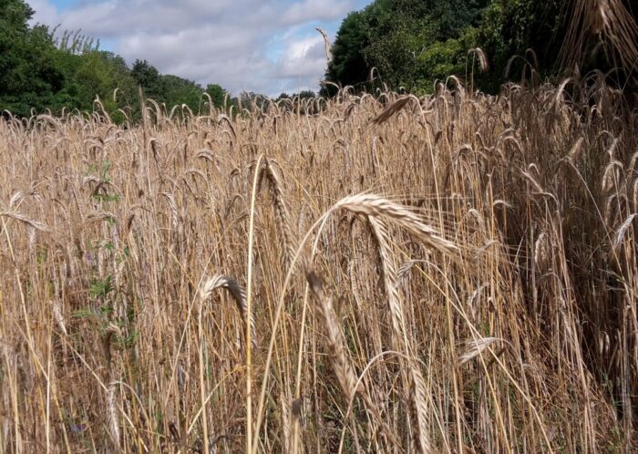 sir, ubezpieczenie upraw, ubezpieczenie rolne, system ubezpieczeń