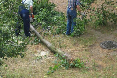 ustawa o ochronie przyrody, mkiś, wycinka drzewa, wycinka drzew