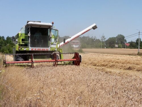 gus, zbiory zbóż, produkcja rolna, plony zbóż