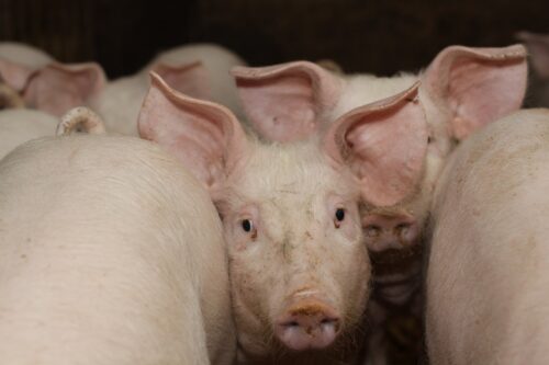 asf, ognisko ASF u świń, trzoda chlewna, strefa czerwona, strefa różowa, strefa niebieska, dziki, ognisko ASF, KE