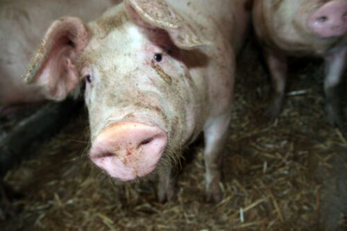 asf, ognisko ASF u świń, trzoda chlewna, strefa czerwona, strefa różowa, strefa niebieska, dziki, ognisko ASF, KE