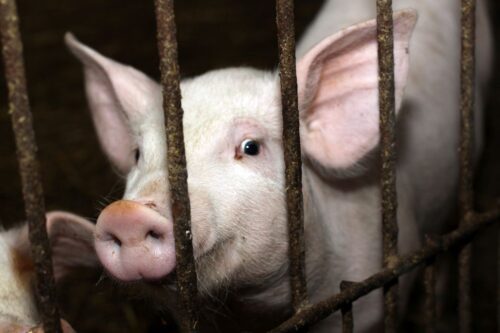 asf, ognisko ASF u świń, trzoda chlewna, strefa czerwona, strefa różowa, strefa niebieska, dziki, ognisko ASF, KE