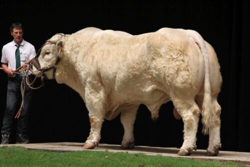 Sommet de l’Élevage 2023, bydło mięsne, bydło mleczne, Francja, Clermont Ferrand, charolaise, simental