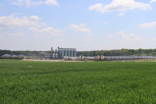 produkcja tuczników, warchlaki, cykl zamknięty, lochy, modernizacja, nowa chlewnia,