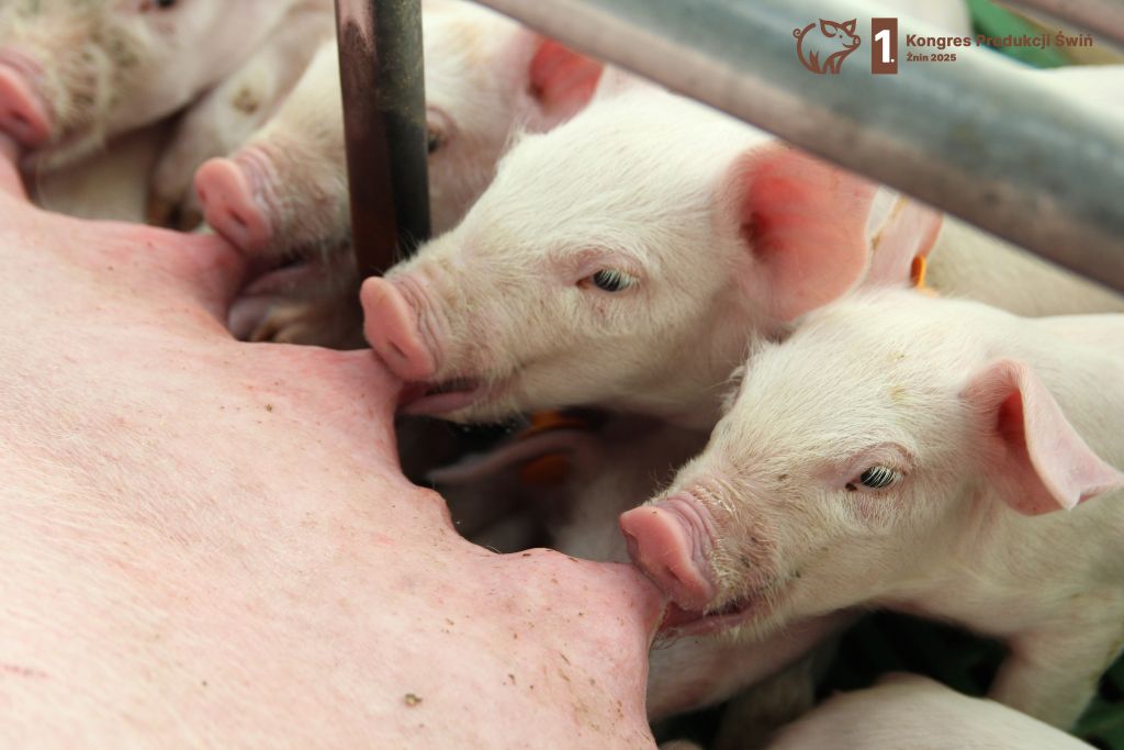 1. Kongres Produkcji Świń, produkcja świń, trzoda chlewna, K2 Agro, Cukrownia Żnin, ASF, bioasekuracja, hodowcy świń