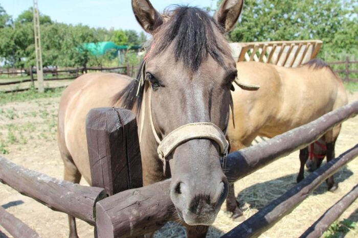 krir, konie, dopłaty, hodowla