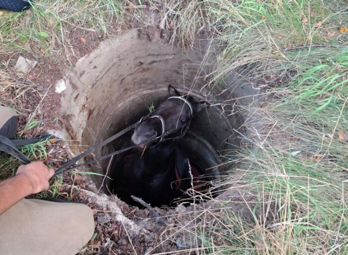 koń, studnia, akcja ratunkowa, koparka