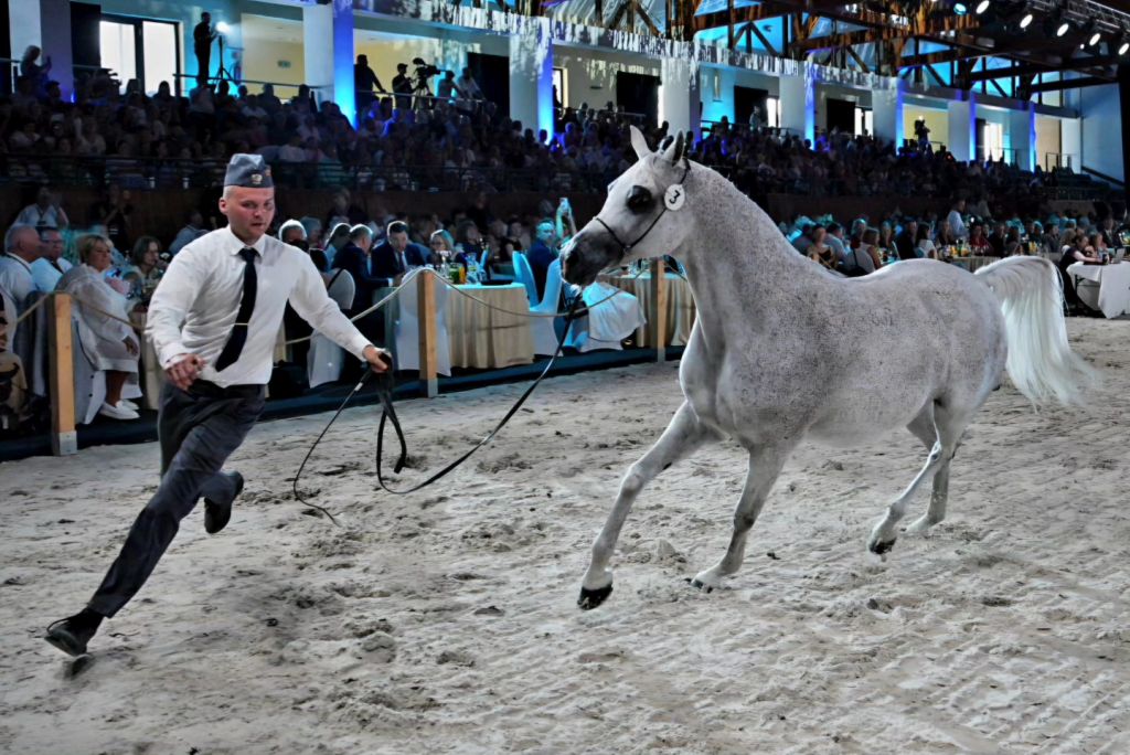 kowr, mrirw, pride of poland, aukcja